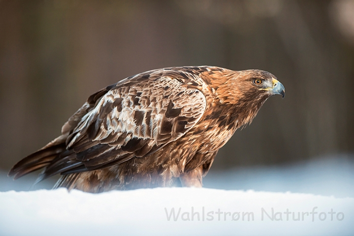 WAH029891.jpg - Kongeørn (Golden Eagle)