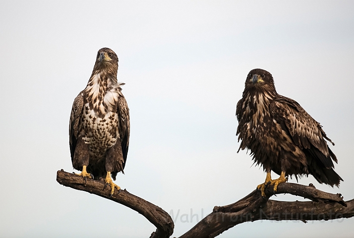 WAH030918.jpg - Juvenil kejserørn og havørn (Juvenile Imperial and White-tailed Eagles)