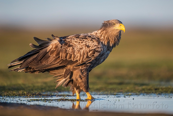 WAH030952.jpg - Havørn, juvenil (White-tailed eagle, juvenile)