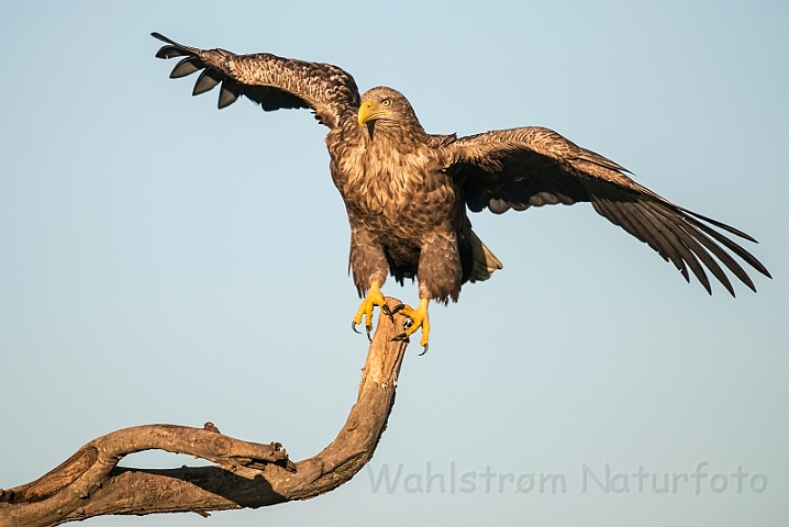 WAH030972.jpg - Havørn (White-tailed eagle)