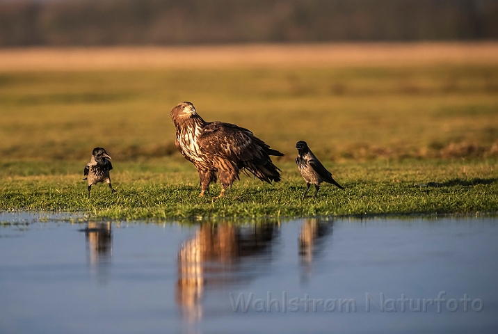 WAH031022.jpg - Havørn, juvenil (White-tailed eagle, juvenile)