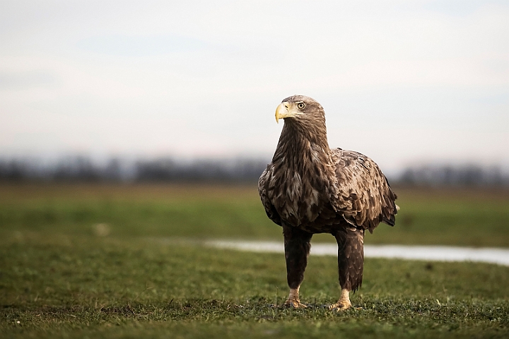 WAH031112.jpg - Havørn (White-tailed eagle)