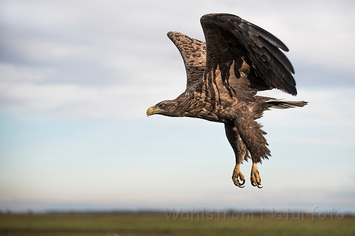 WAH031114.jpg - Havørn (White-tailed eagle)