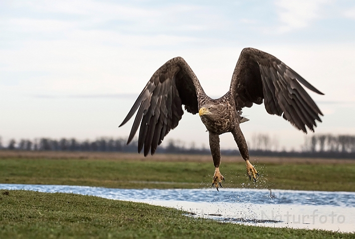 WAH031139.jpg - Havørn (White-tailed eagle)