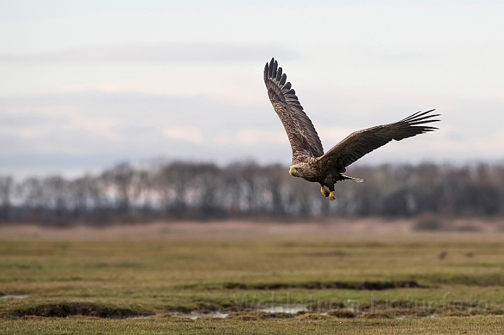 WAH031183.jpg - Havørn (White-tailed eagle)