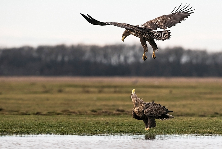 WAH031187.jpg - Havørne (White-tailed eagles)