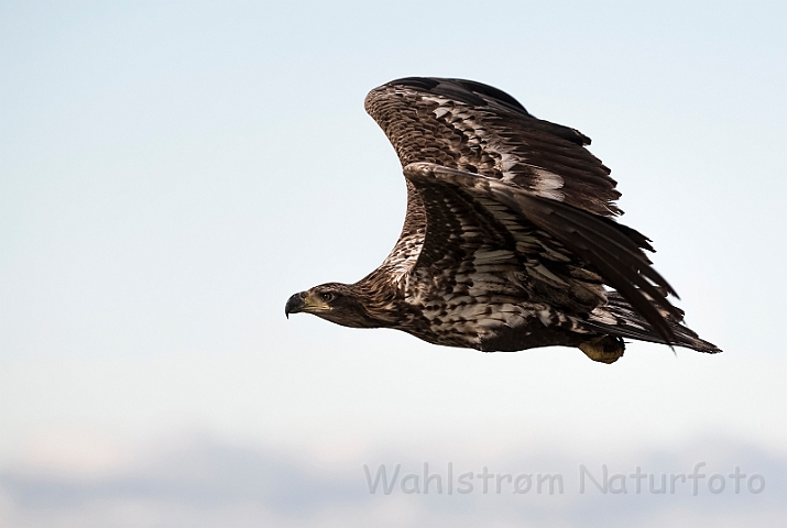 WAH031200.jpg - Havørn, juvenil (White-tailed eagle, juvenile)