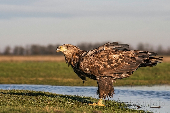 WAH031257.jpg - Havørn, juvenil (White-tailed eagle, juvenile)