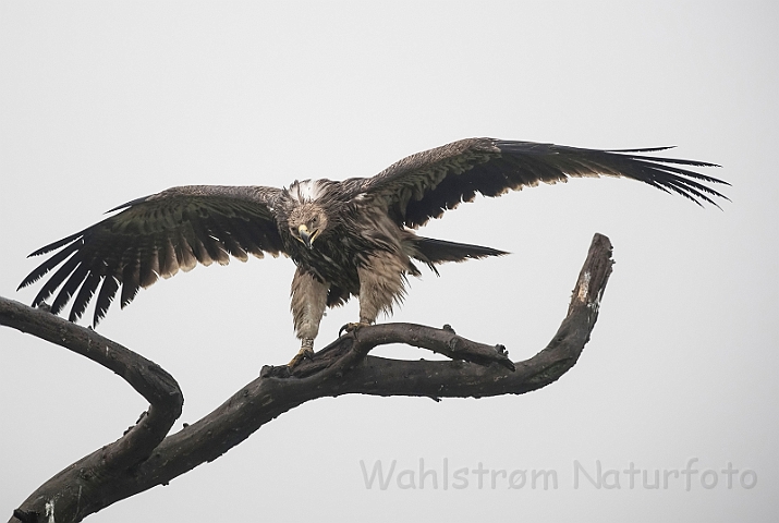 WAH031266.jpg - Kejserørn, juvenil (Imperial Eagle, juvenile)