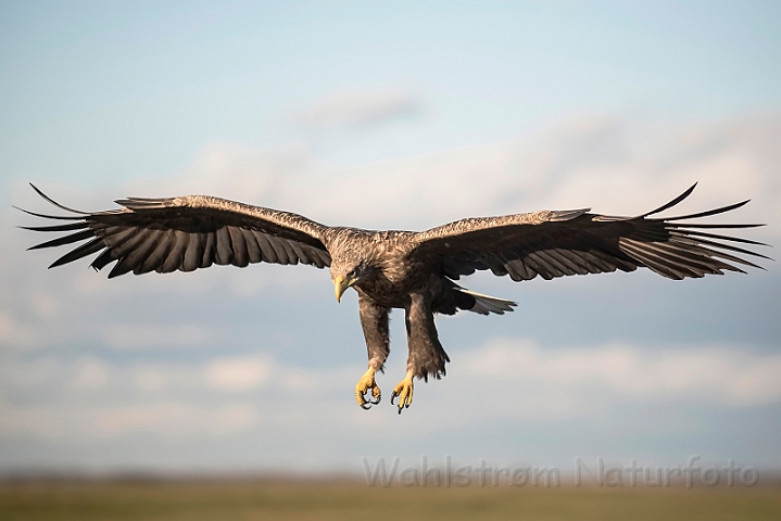 WAH031380.jpg - Havørn (White-tailed eagle)