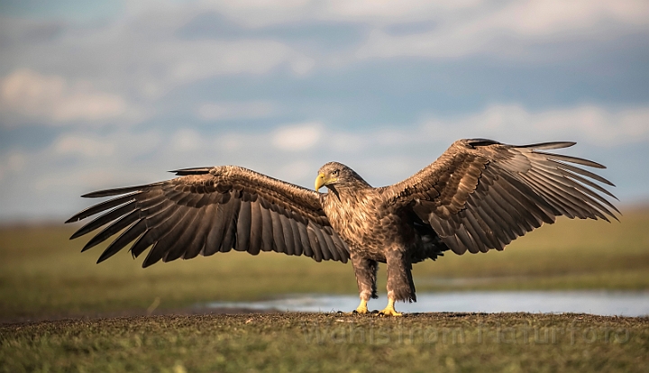 WAH031381.jpg - Havørn (White-tailed eagle)