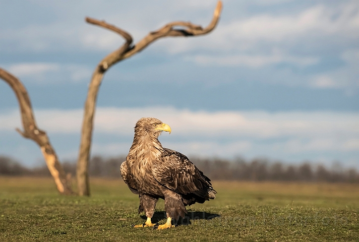 WAH031402.jpg - Havørn (White-tailed eagle)