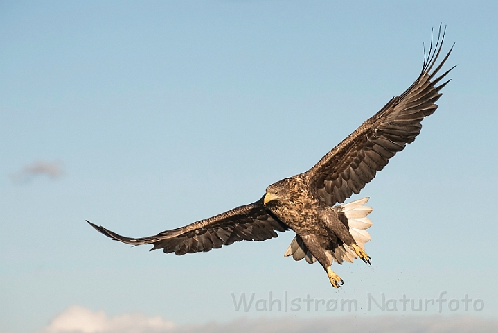 WAH031430.jpg - Havørn (White-tailed eagle)