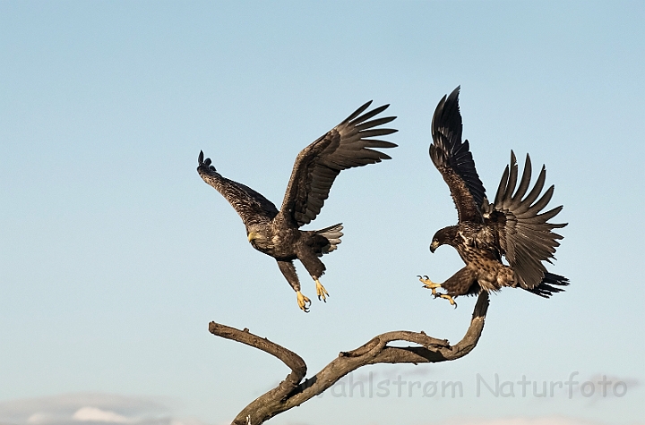 WAH031434.jpg - Havørne (White-tailed eagles)