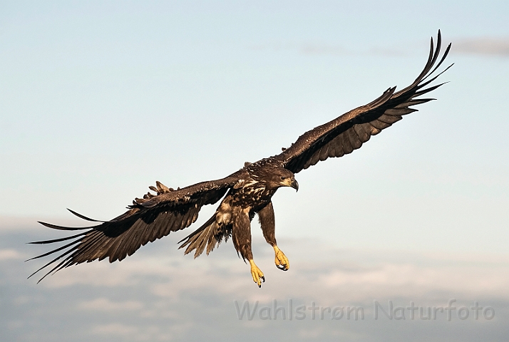 WAH031440.jpg - Havørn, juvenil (White-tailed eagle, juvenile)