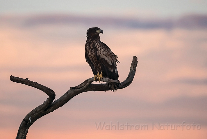 WAH031456.jpg - Havørn, juvenil (White-tailed eagle, juvenile)