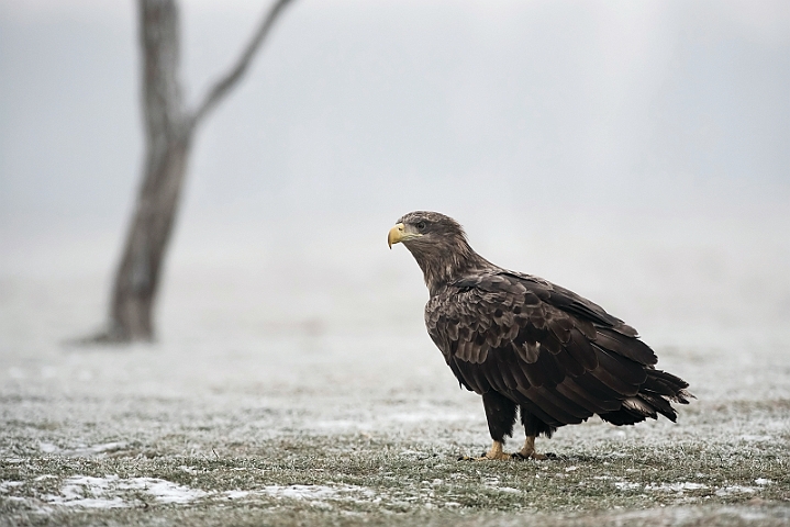 WAH031483.jpg - Havørn (White-tailed eagle)