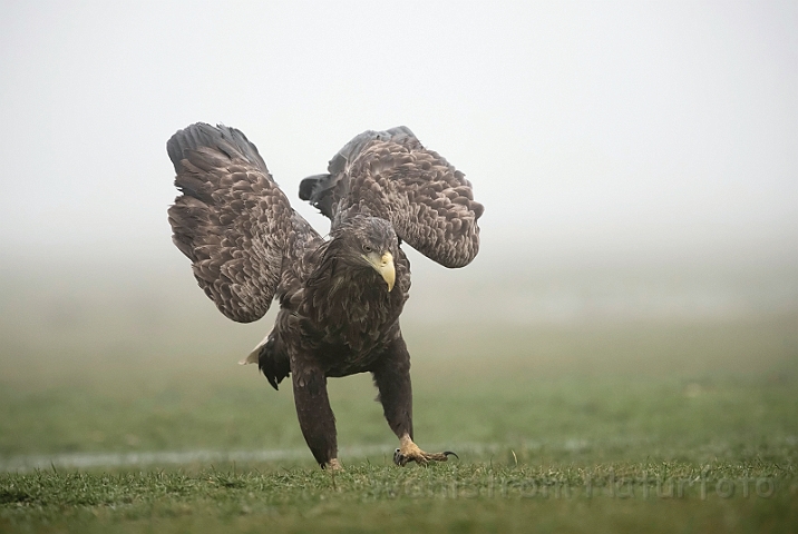 WAH031541.jpg - Havørn (White-tailed eagle)