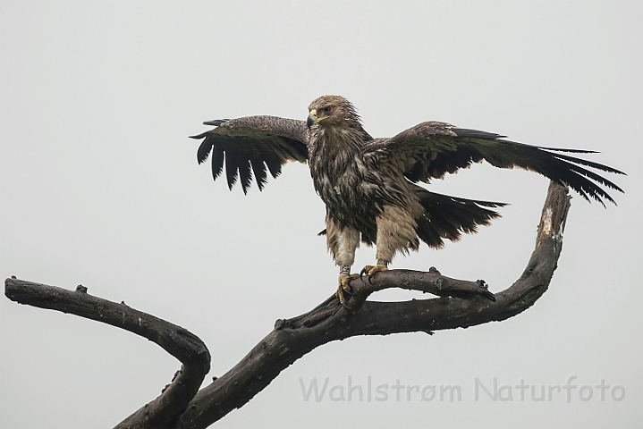 WAH031548.jpg - Kejserørn, juvenil (Imperial Eagle, juvenile)