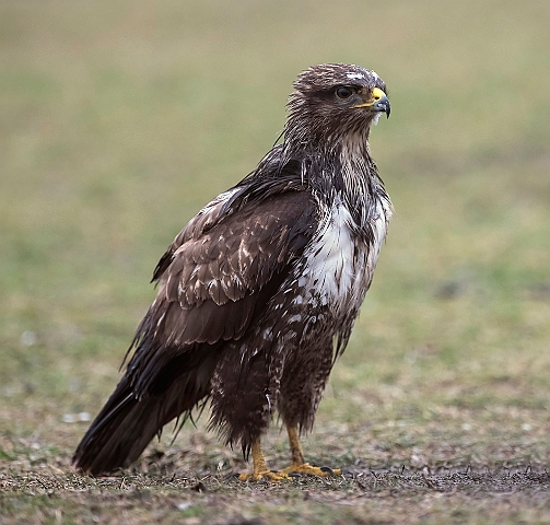 WAH031327.jpg - Musvåge (Buzzard)