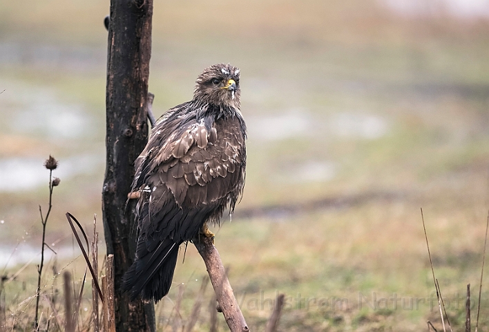 WAH031333.jpg - Musvåge (Buzzard)