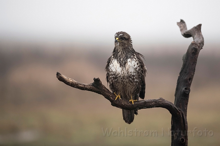 WAH031337.jpg - Musvåge (Buzzard)