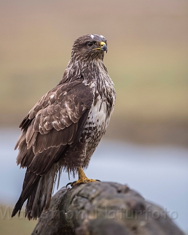 WAH031359.jpg - Musvåge (Buzzard)