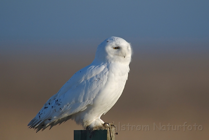 WAH000028.jpg - Sneugle (Snowy Owl)