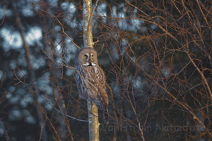 WAH001257P.jpg -  Lapugle (Great Grey Owl) Finland