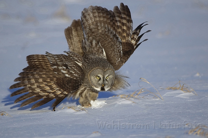 WAH001281P.jpg -  Lapugle (Great Grey Owl) Finland