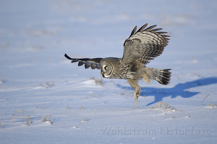 WAH001311P.jpg -  Lapugle (Great Grey Owl) Finland