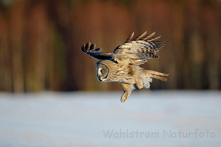 WAH001329.jpg - Lapugle (Great Grey Owl), Finland