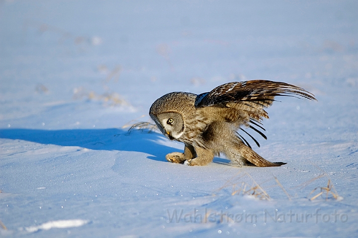 WAH001332.jpg - Lapugle (Great Grey Owl), Finland