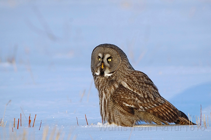 WAH001553.jpg - Lapugle (Great Grey Owl), Finland