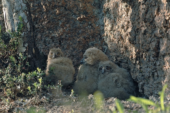 WAH003712.jpg - Stor hornugleunger (Eagle Owl Chicks)