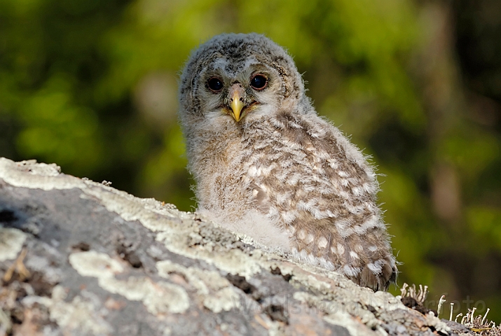 WAH003737.jpg - Unge af slagugle (Ural Owl Chick)                                