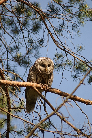 WAH003746.jpg - Slagugle (Ural Owl)