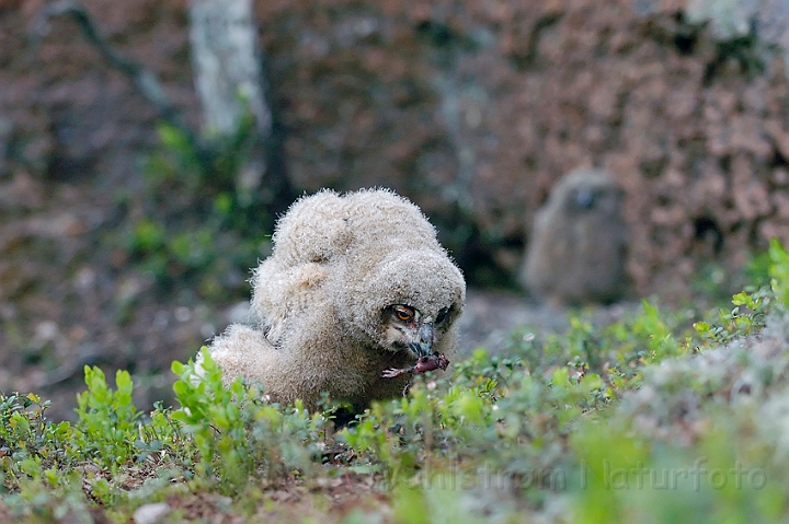 WAH003772.jpg - Stor hornugleunge (Eagle Owl Chick)