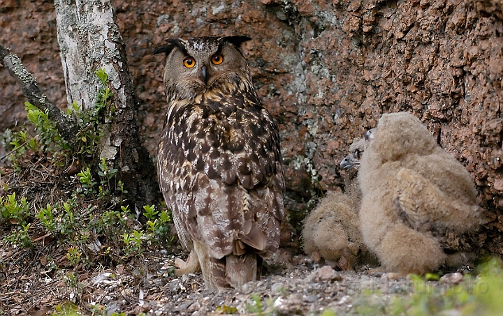 WAH003778.jpg - Stor hornugle (Eagle Owl)