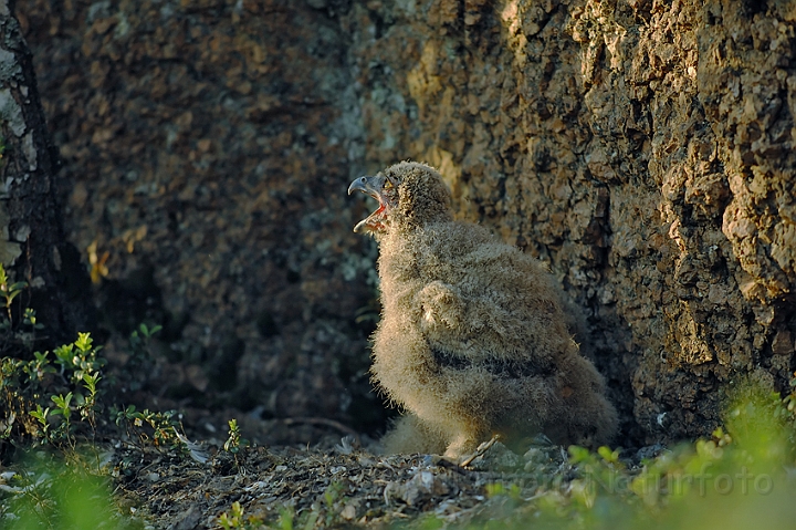 WAH003808.jpg - Stor hornugleunge (Eagle Owl Chick)