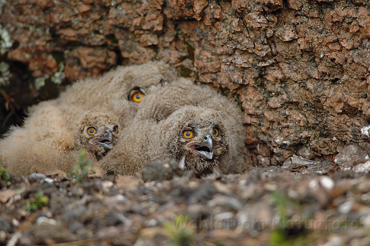 WAH003888.jpg - Stor hornugleunger (Eagle Owl Chicks)