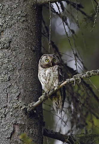 WAH005516P.jpg -  Perleugle (Tengmalm's Owl) Finland