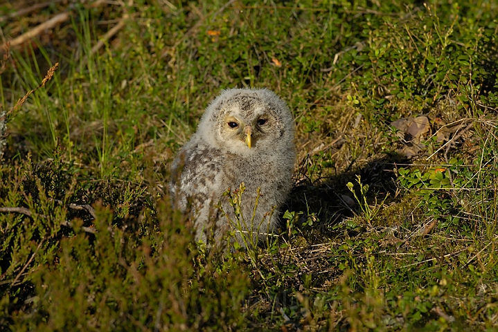 WAH005524.jpg - Unge af slagugle (Ural Owl Chick)