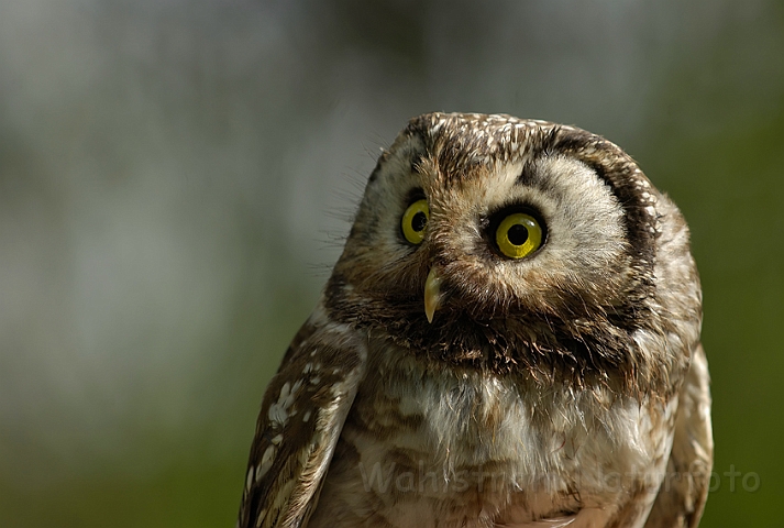 WAH005533.jpg - Perleugle (Tengmalm's Owl)