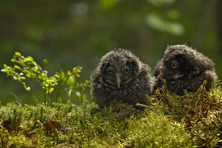 WAH005548.jpg - Unger af perleugle (Tengmalm's Owl Chicks)