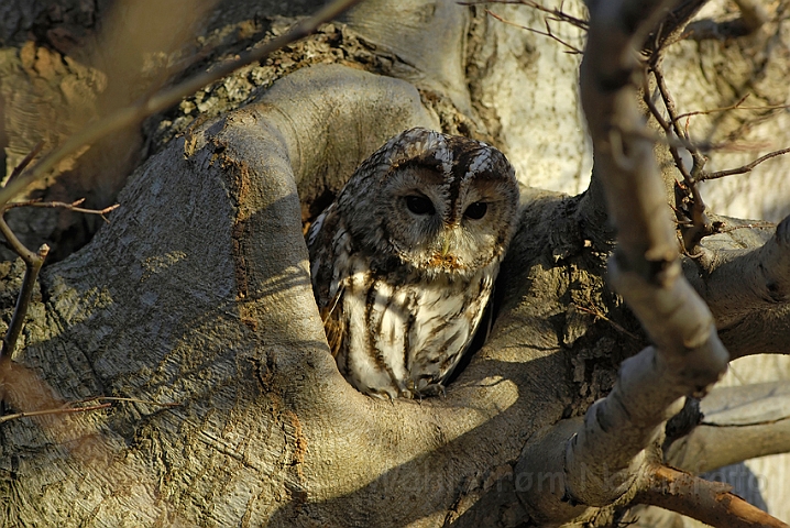 WAH008337.jpg - Natugle (Tawny Owl)