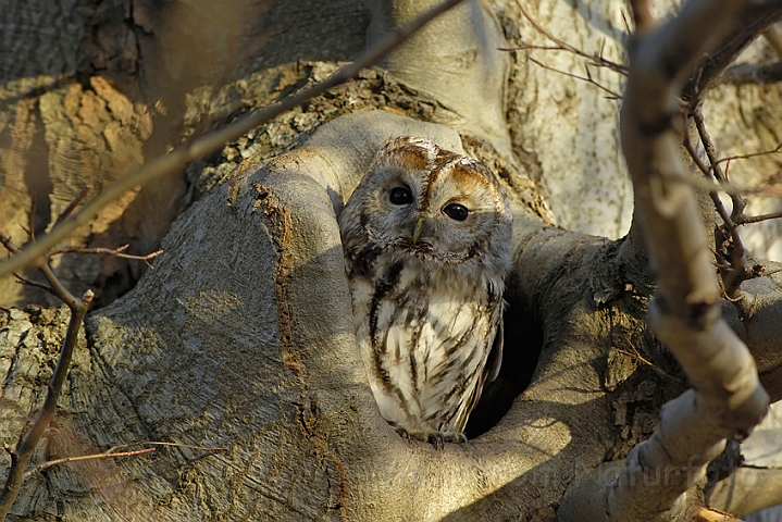 WAH008340.jpg - Natugle (Tawny Owl)