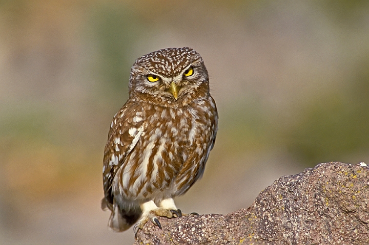 WAH008346.jpg - Kirkeugle (Little Owl)