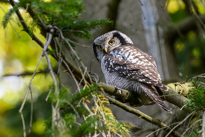 WAH025503.jpg - Høgeugle (Hawk Owl)