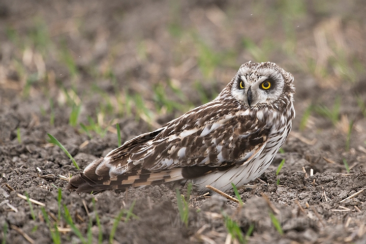 WAH026159.jpg - Mosehornugle (Short-eared Owl)